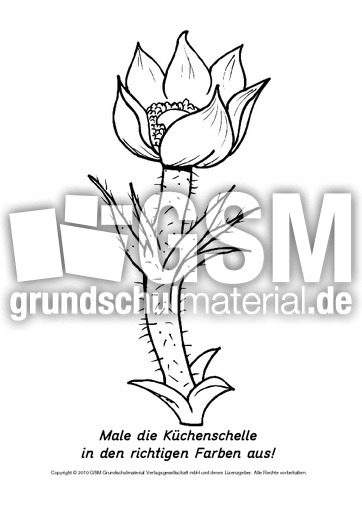 Frühlingsblüher-Ausmalbilder 13.pdf